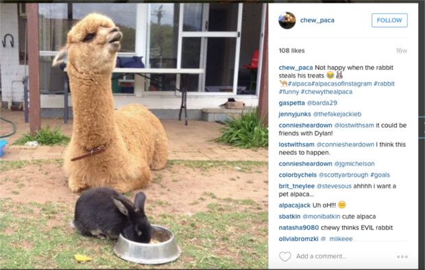 Credit Chew_Paca/Instagram