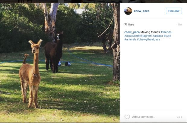 Screen Shot 2016-03-30 at 2.16.56 PM