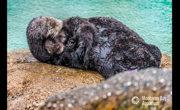 Adorable Wild Sea Otter Gives Birth on Periscope