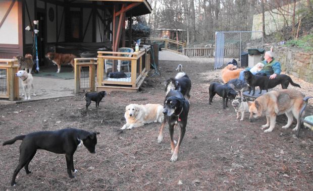 This Retirement Home for Dogs Is a Wonderful Thing