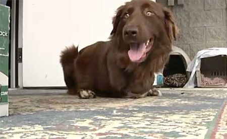 After Front Legs Amputated, Community Rallies Around Lovable Labrador to Buy Special Wheelchair