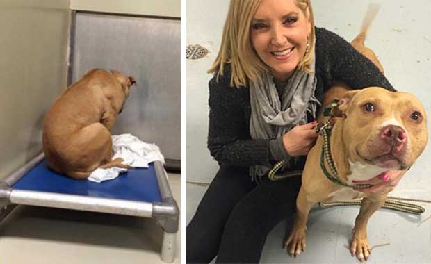 ‘Depressed’ Dog That Stared at a Wall Is Getting a Second Chance After Being Rescued