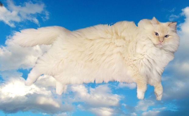 Meet Sky: The Fluffiest Cat Ever