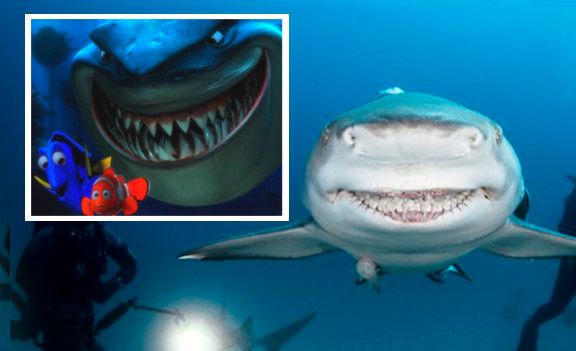 Smiling Lemon Shark Looks Exactly Like Bruce From ‘Finding Nemo’