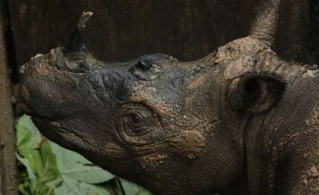 Researchers Make Contact With First Sumatran Rhinoceros in Over 40 Years