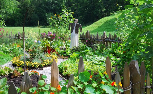 Beginner’s Tips to Vegetable Gardening