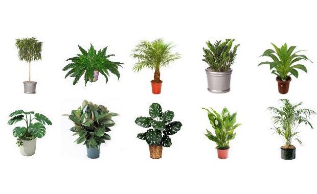 Best Air-Filtering Plants to Help Filter Out Harmful Toxins in Your Home