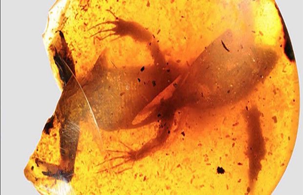 99-Million-Year-Old Lizard Deemed Reptile ‘Missing Link’