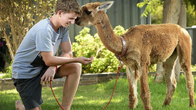 Chewy the Alpaca Takes the Internet by Storm