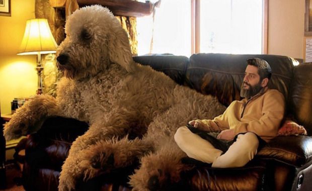 Instagrammer Edits His Dog to Massive Proportions in Hilarious Photo Series