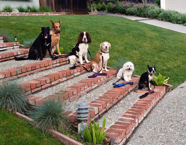 Source: Facebook WalkPro Leash