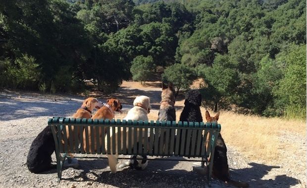 This Dog-Walker Sends Perfectly Posed Photos to Keep Owners up to Date With Pet’s Adventures