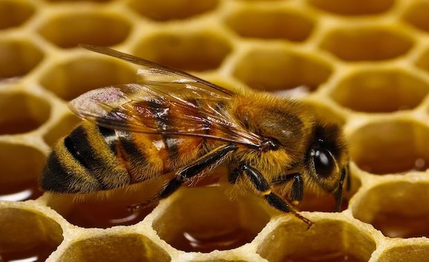 Maryland Hopes to Pass New Legislation to Help Declining Bee Population