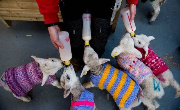 Newborn Lambs Get a Very Fashionable Surprise From Anonymous Knitter