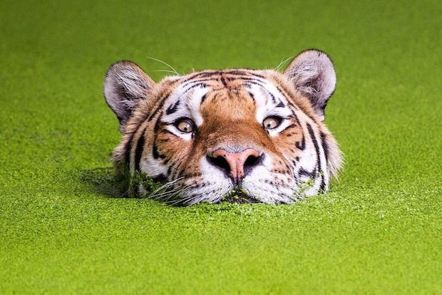 Source: REDDIT, VERTONERAURA