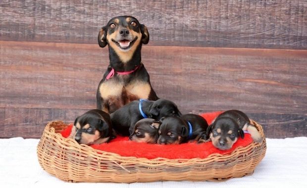 Adorable, Photogenic Dog Mom Gave Birth to Five Super Cute Puppies