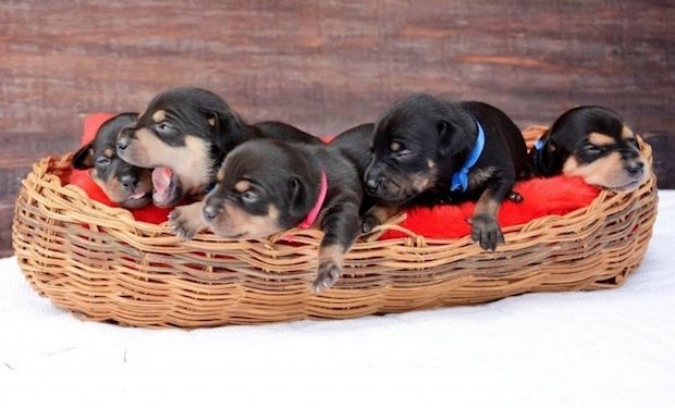 Source: Anna Fotografia / Via Facebook: anapaulagrillophotographer