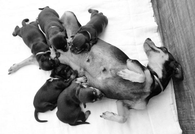 Source: Anna Fotografia / Via Facebook: anapaulagrillophotographer