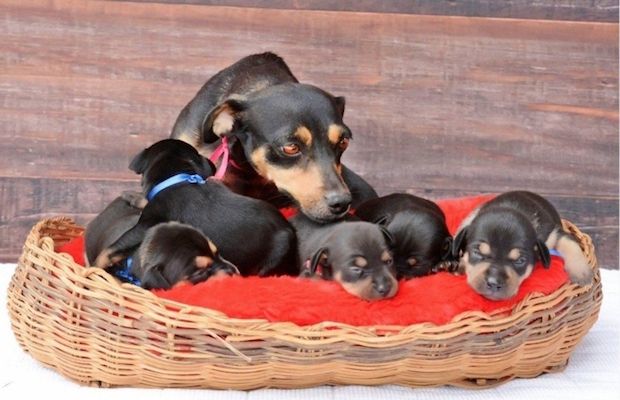 Source: Anna Fotografia / Via Facebook: anapaulagrillophotographer