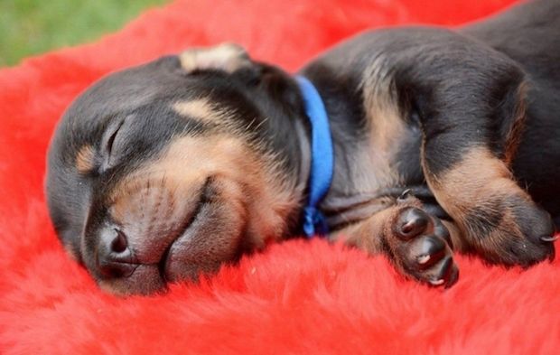 Source: Anna Fotografia / Via Facebook: anapaulagrillophotographer