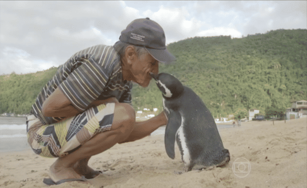 Penguin Swims 5,000 Miles Every Year to Reunite With the Human Who Saved Its Life