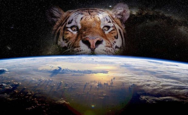 A Tiger Peaking Out of Water Has Created The Ultimate Photoshop Battle