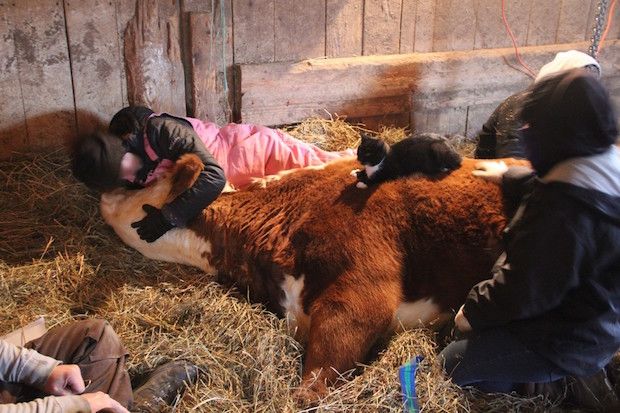 Image of Cat Comforting Dying Friend Will Warm Your Heart