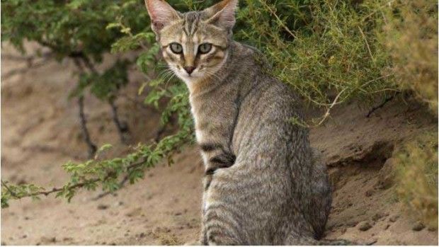 Unlike Dogs, Cats Chose Us, Not the Other Way Around