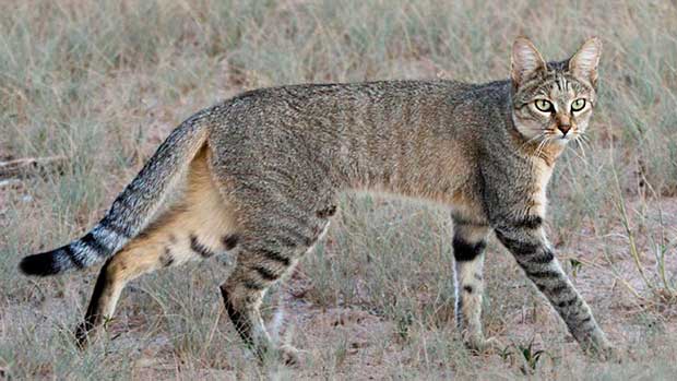 Source: MpalaLive.org