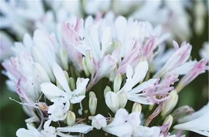 Source: Lakenurseries.com.au