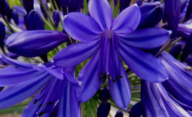 Beautiful Lily of the Nile Type Flowers to Grow in Your Garden