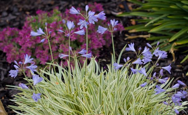 Source: Gardendrum.com