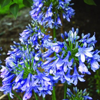 Source: Cameronsnursery.com.au