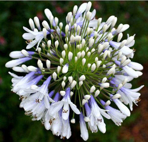 Source: Onlineplants.com.au