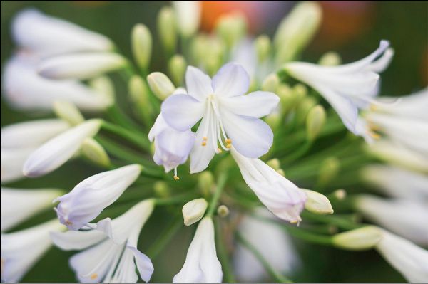 Source: Gardenersworld.com