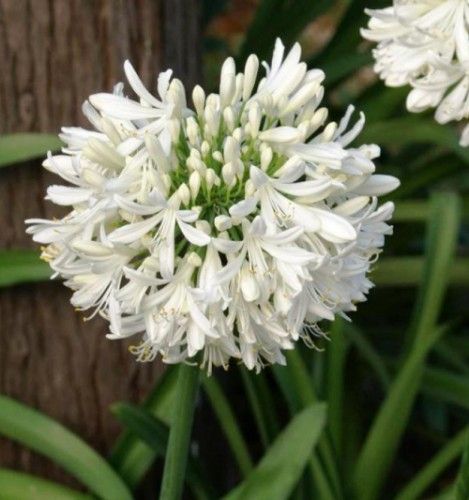 Source: Australianplantsonline.com.au