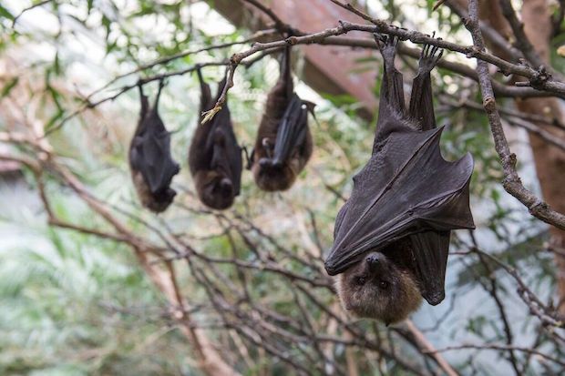 Source: Julie Larsen Maher WCS