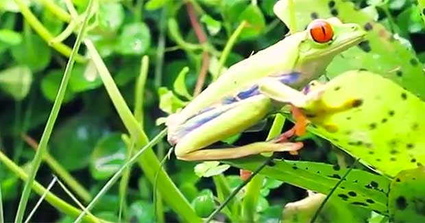 Grow Anything With World’s First Smart Microhabitat