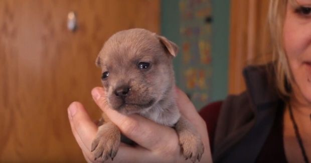 Photo Credit: The Michigan Human Society