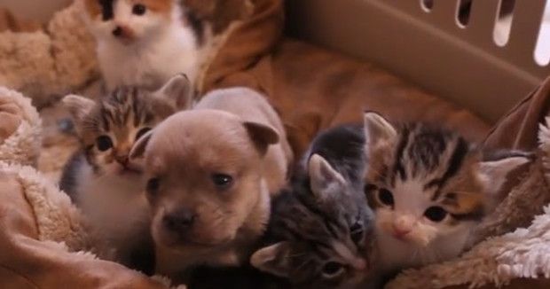 Orphaned Puppy Fits in Perfectly With His Foster Feline Family