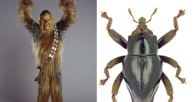 Newly Discovered Weevil Named After Chewbacca From ‘Star Wars’