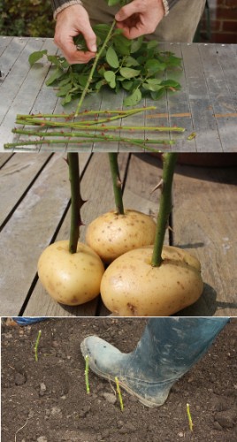 Source: Amateurgardening.com