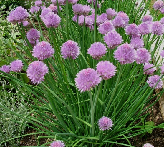 Source: Gorgegrown.com