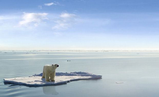 Credit: Animalist.com