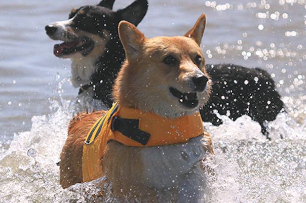 Source: http://socalcorgibeachday.com/