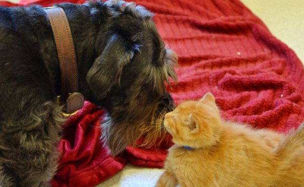Rescue Dog Helped Saved the Sight of Two Stray Kittens