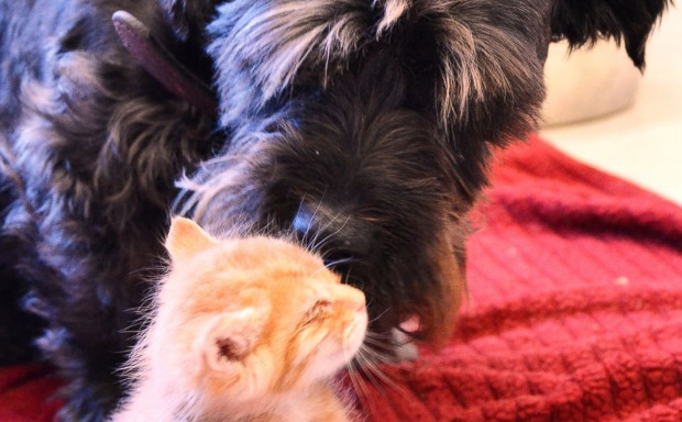 Photo Credit: Sacramento SCPA