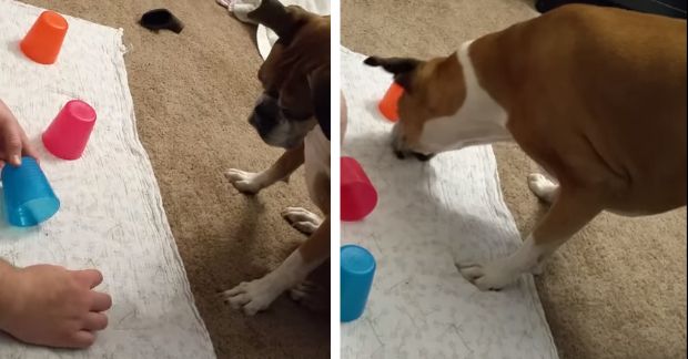 Dog Hilariously Fails at a Game of Cups