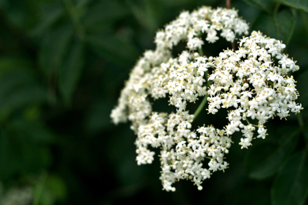 Source: Wishgardenherbs.com