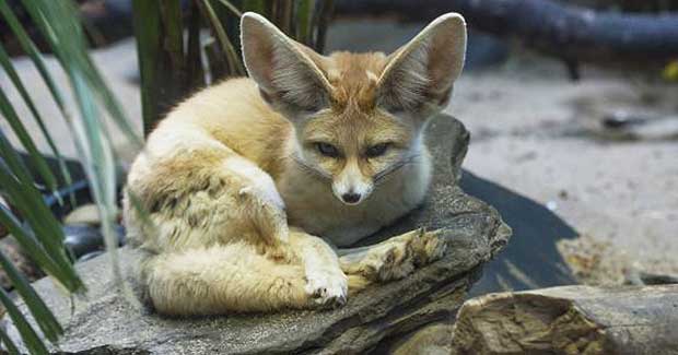 Prospect Park Zoo Welcomes New Big-Eared Foxes